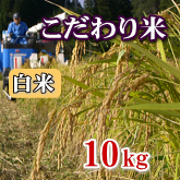 岩船産コシヒカリ こだわり米 白米（精米）10kg