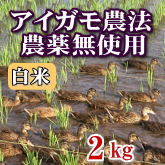 岩船産コシヒカリ 無農薬米 白米（精米）1kg