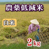 岩船産コシヒカリ 農薬低減米 白米（精米）2kg