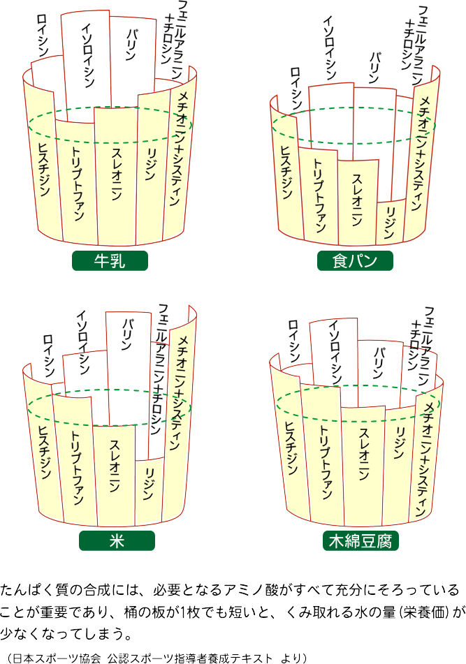 食品中たんぱく質のアミノ酸スコア